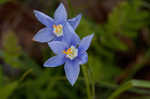 Prairie pleatleaf